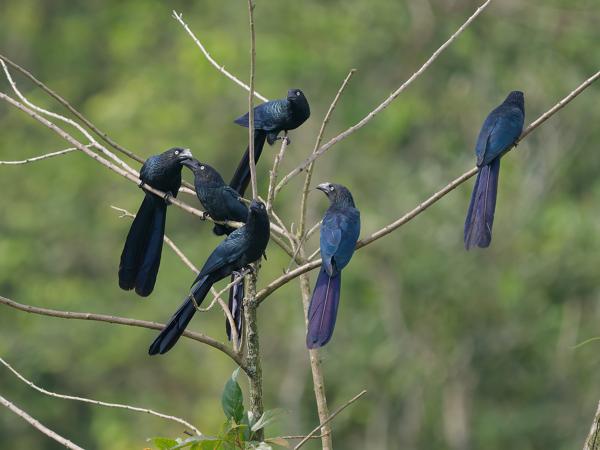 Grote ani (Crotophaga major)